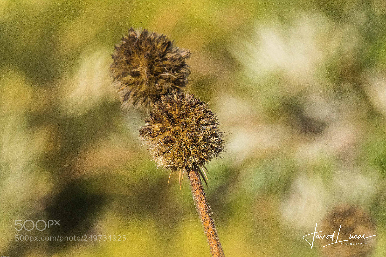 Canon EOS 7D Mark II sample photo. Australian outback photography