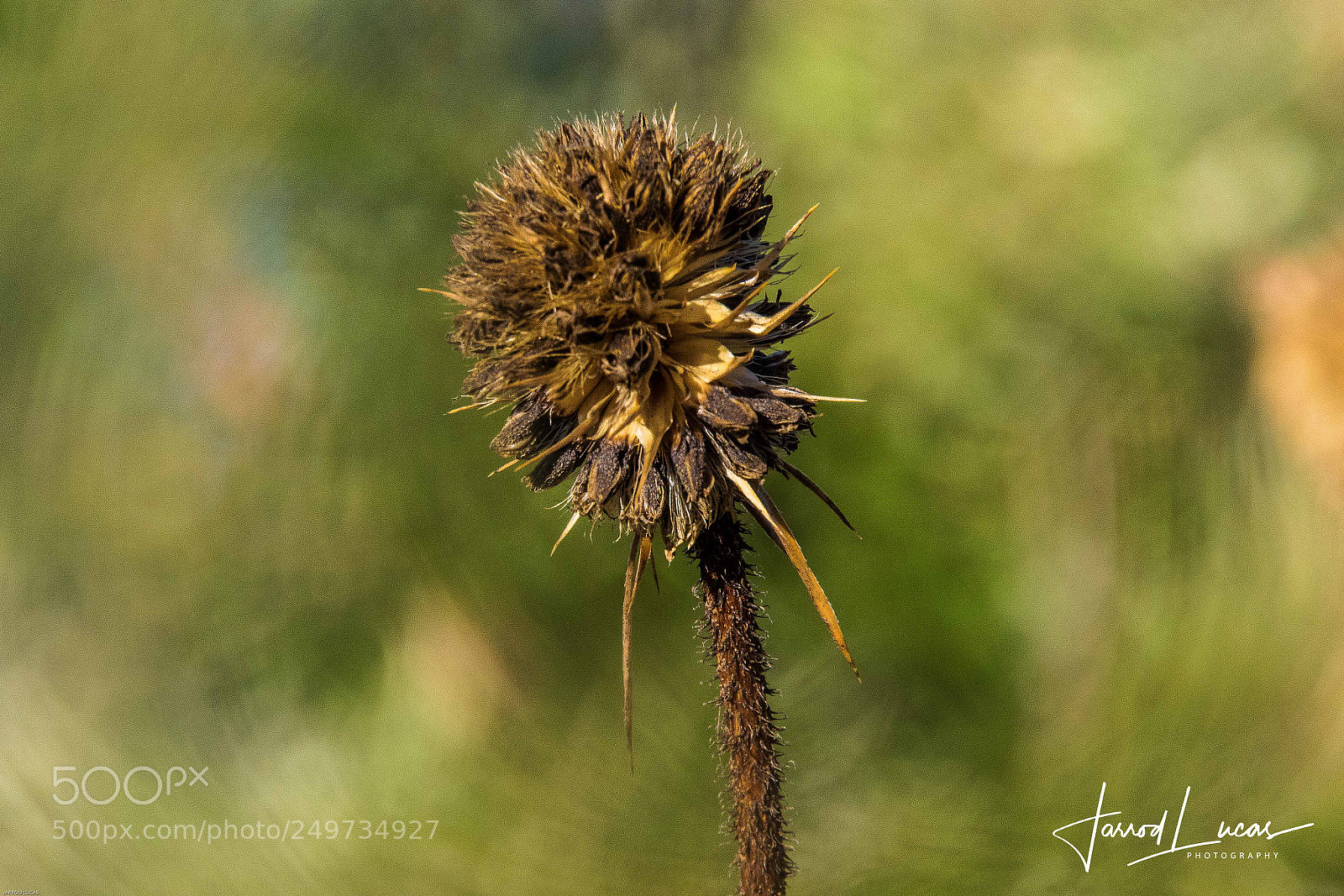 Canon EOS 7D Mark II sample photo. Australian outback photography