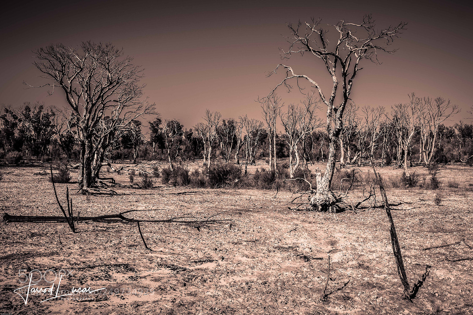 Canon EOS 7D Mark II sample photo. Bushfire aftermath photography