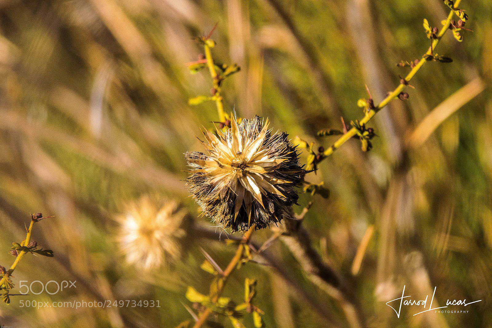 Canon EOS 7D Mark II sample photo. Australian outback photography