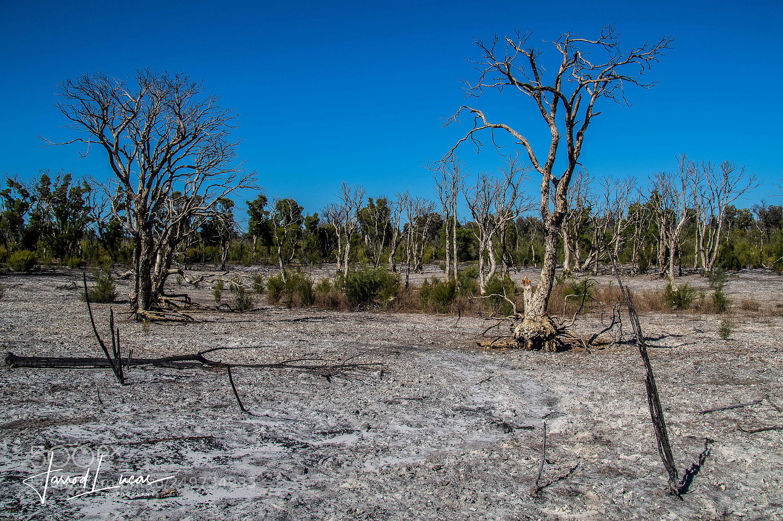 Canon EOS 7D Mark II sample photo. Bushfire aftermath photography