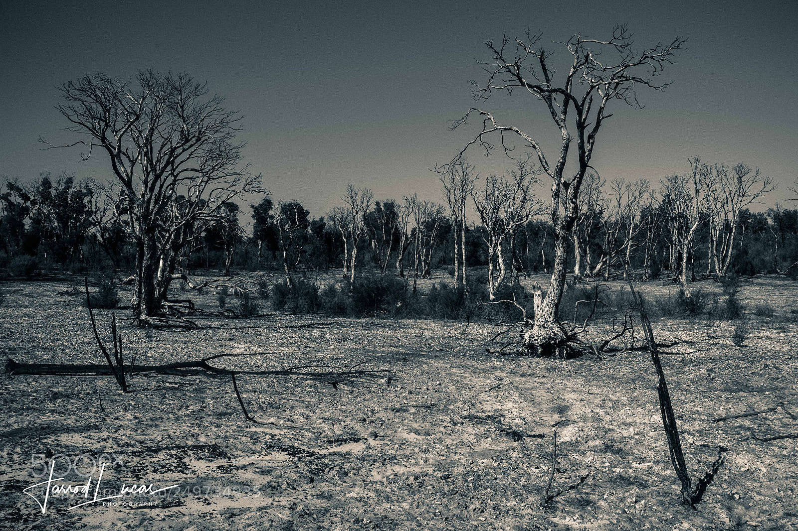 Canon EOS 7D Mark II sample photo. Bushfire aftermath photography