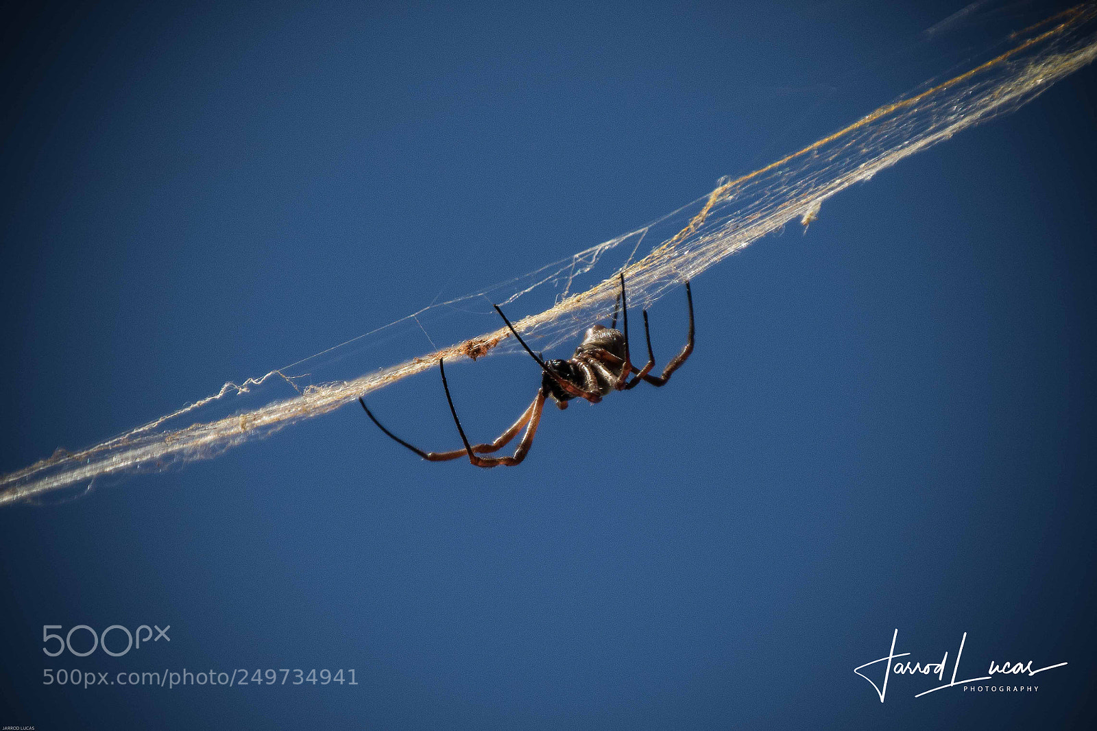 Canon EOS 7D Mark II sample photo. Golden orb spider photography
