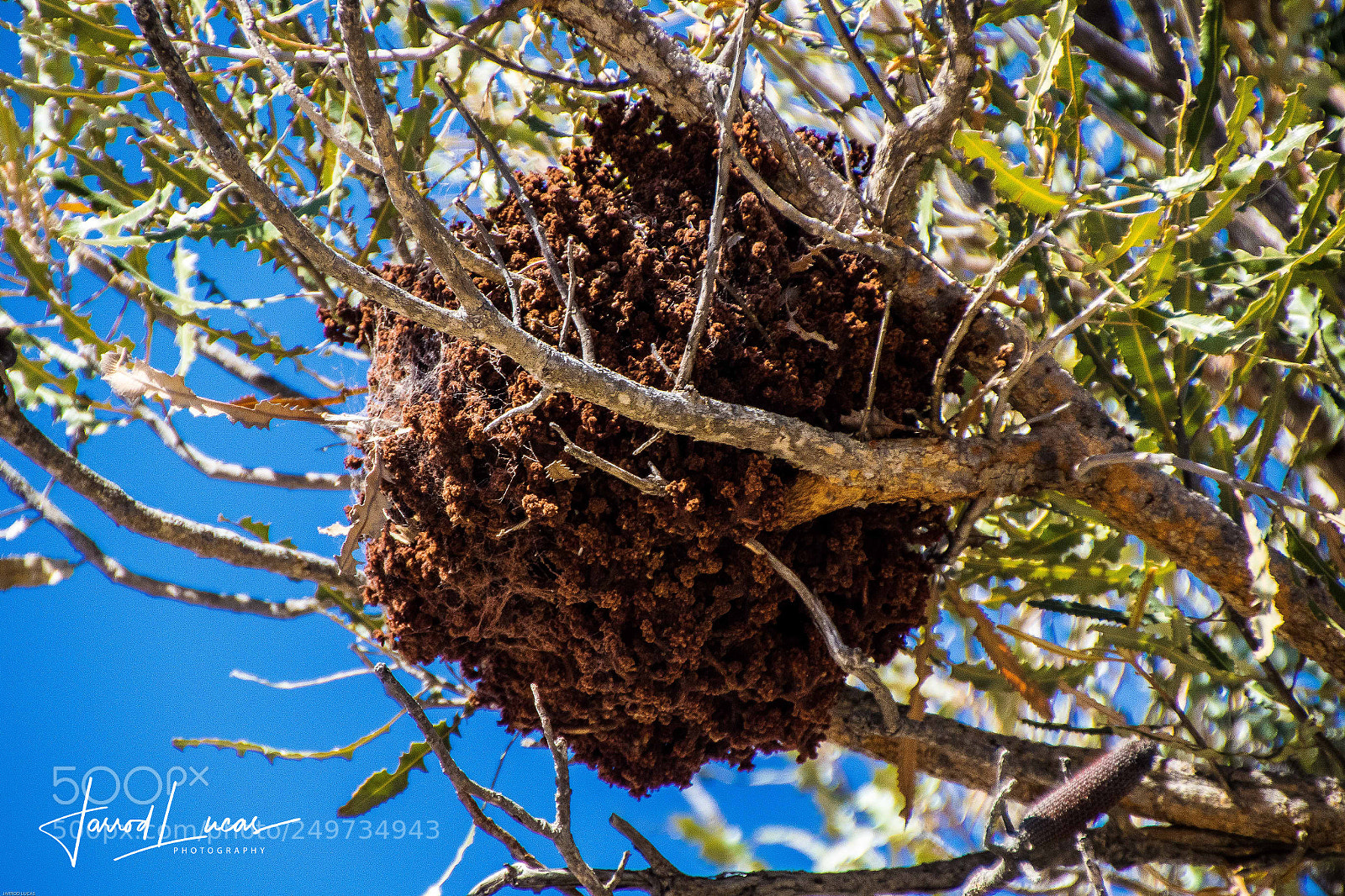 Canon EOS 7D Mark II sample photo. Australian outback photography