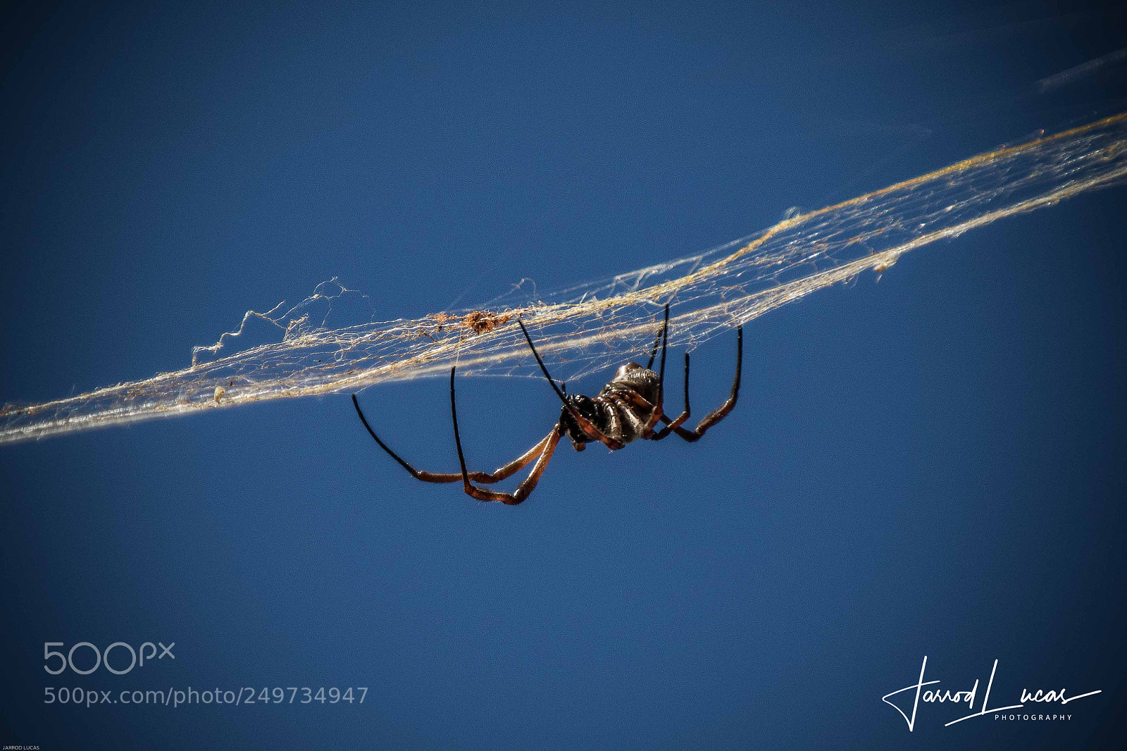 Canon EOS 7D Mark II sample photo. Golden orb spider photography