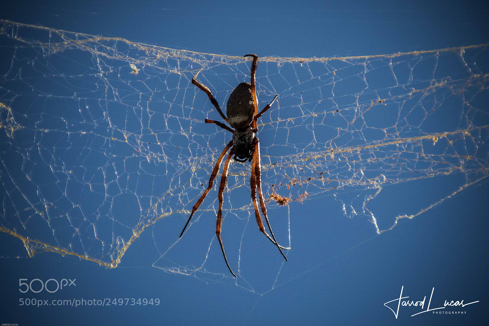 Canon EOS 7D Mark II sample photo. Golden orb spider photography