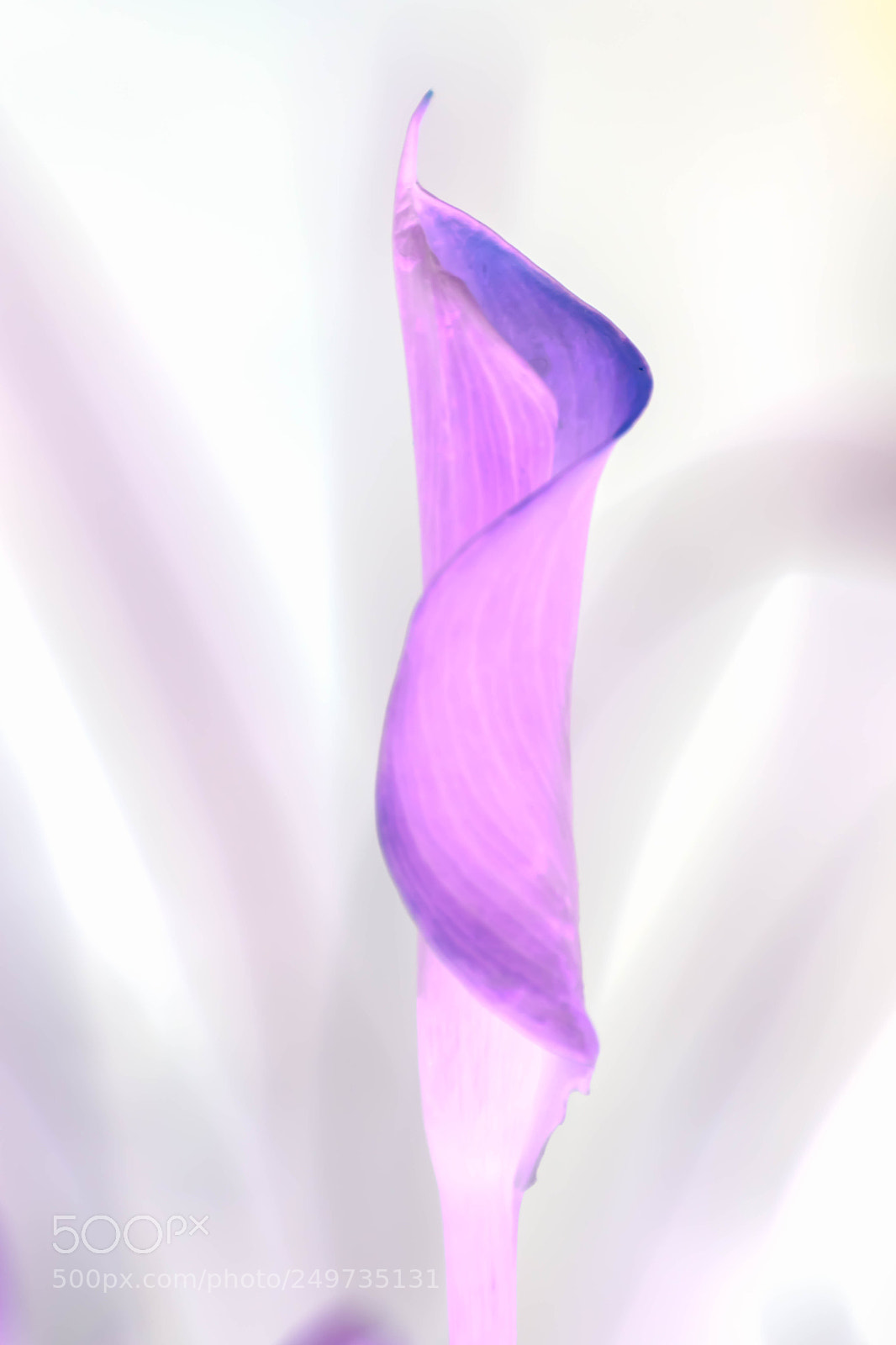 Nikon D5300 sample photo. Glowing purple lilly blossom photography