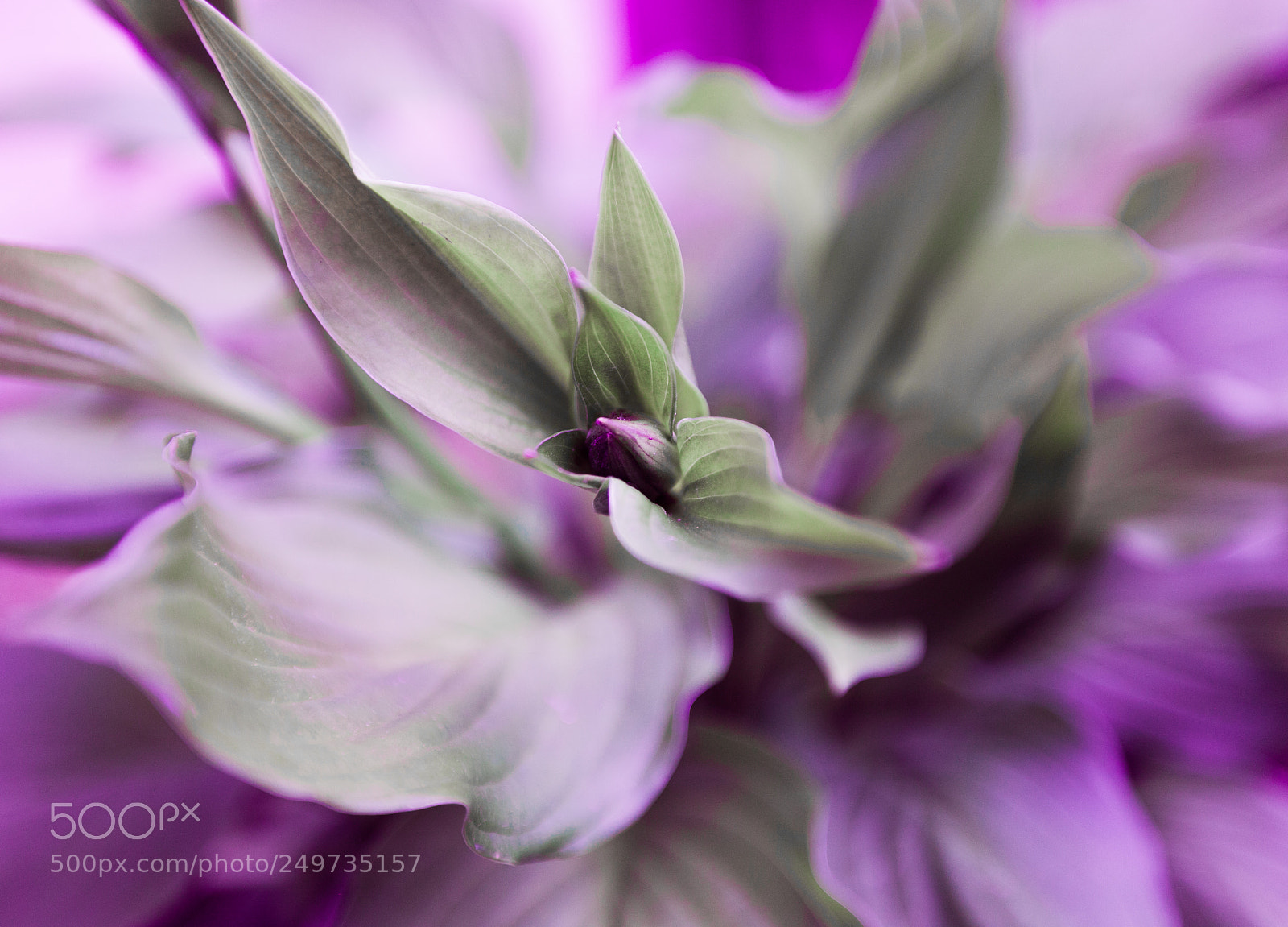Canon EOS 5D sample photo. Leaves hosta drops rain photography