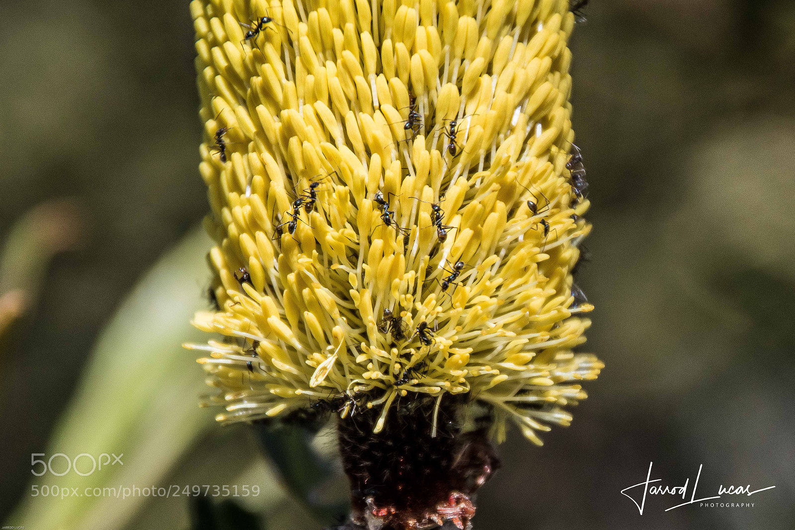 Canon EOS 7D Mark II sample photo. Australian outback photography
