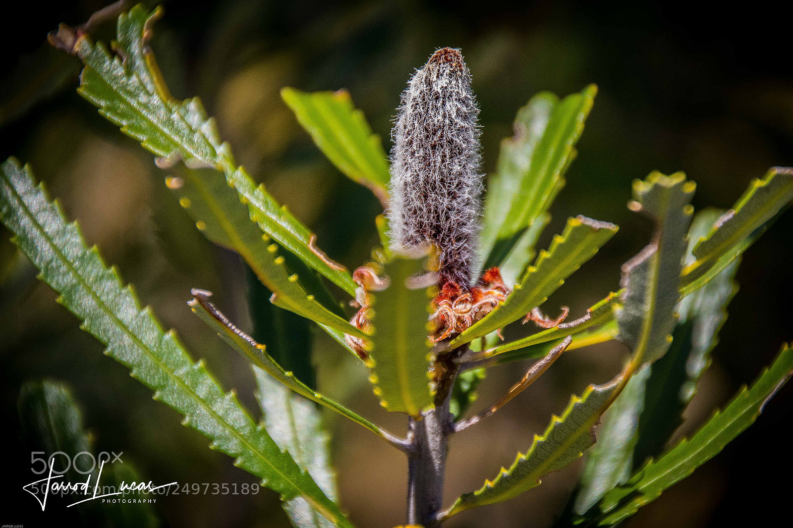 Canon EOS 7D Mark II sample photo. Australian outback photography