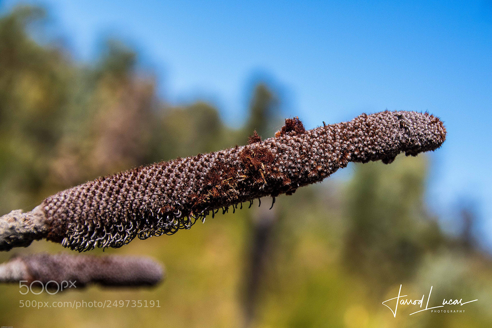 Canon EOS 7D Mark II sample photo. Australian outback photography