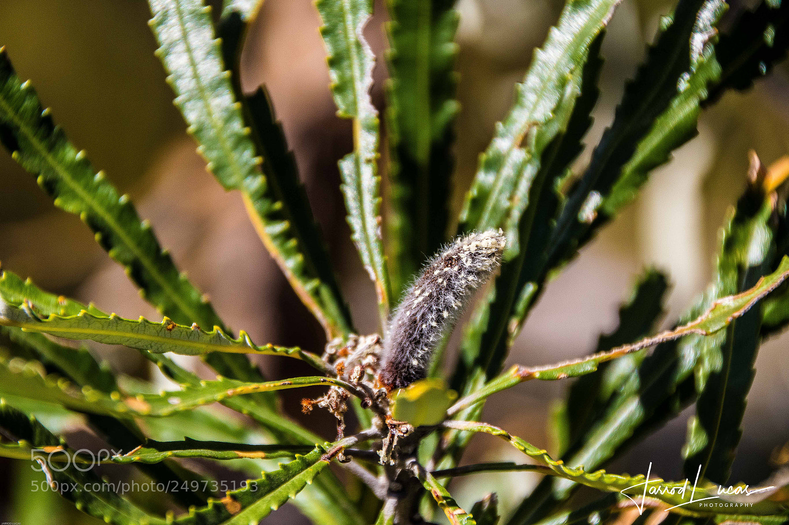 Canon EOS 7D Mark II sample photo. Australian outback photography