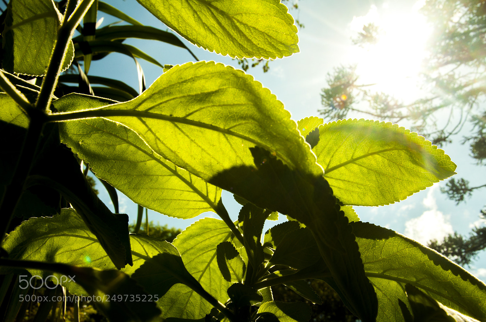 Nikon D90 sample photo. Leaf. photography