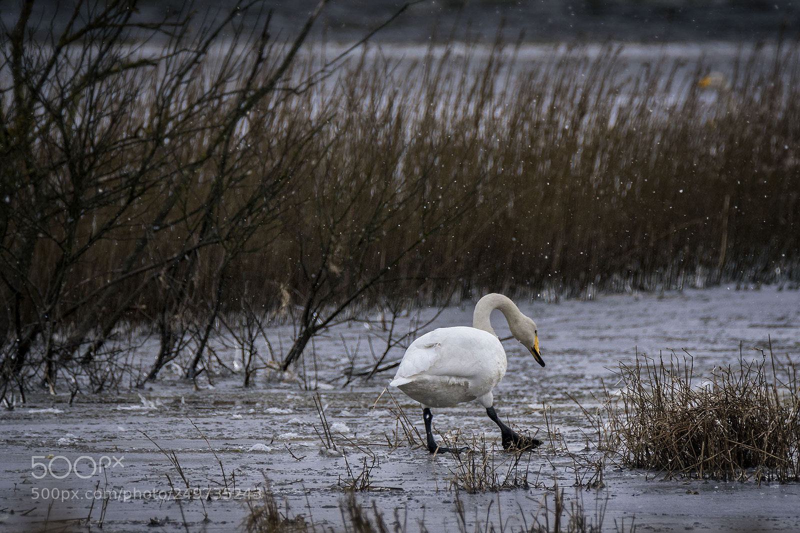Sony ILCA-77M2 sample photo. Whooper swan photography