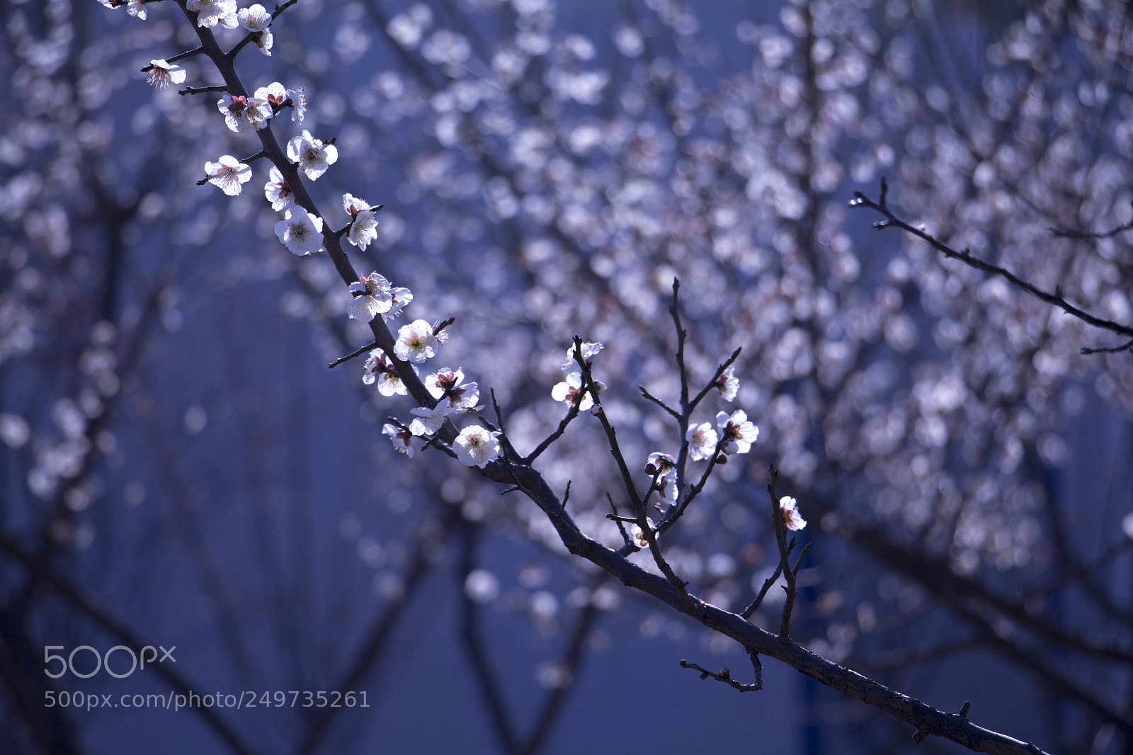 Canon EOS 700D (EOS Rebel T5i / EOS Kiss X7i) sample photo. Wintersweet photography