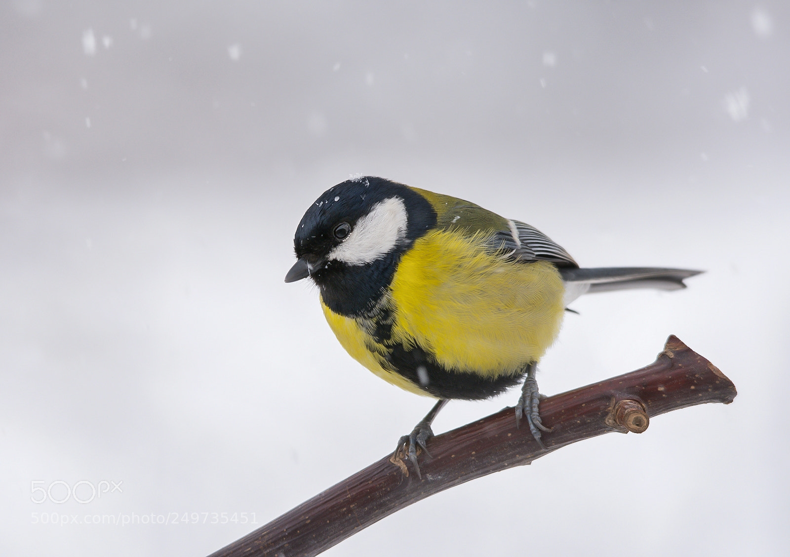 Nikon D7200 sample photo. Great tit photography