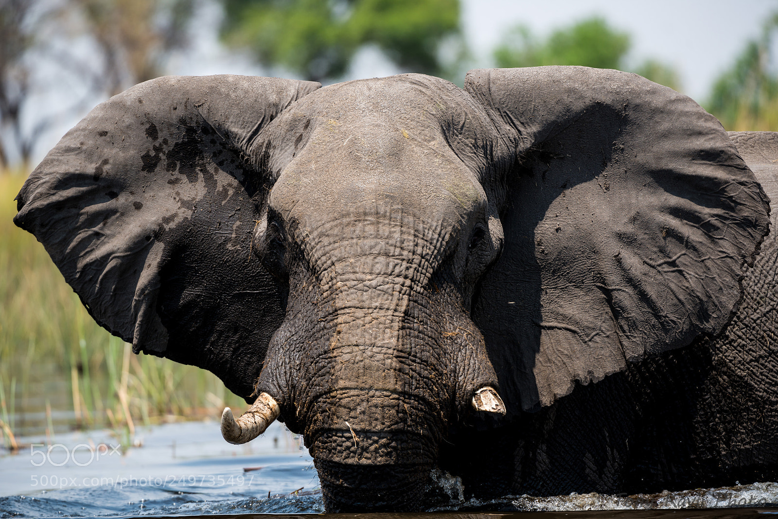 Nikon D800E sample photo. Angry elephant photography