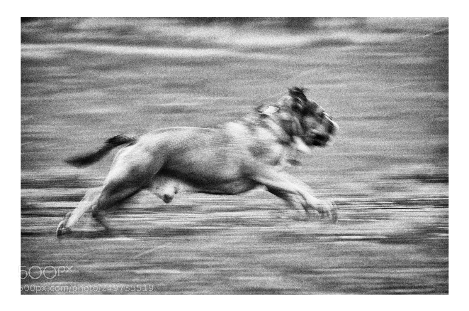Pentax K-50 sample photo. Eagerness photography