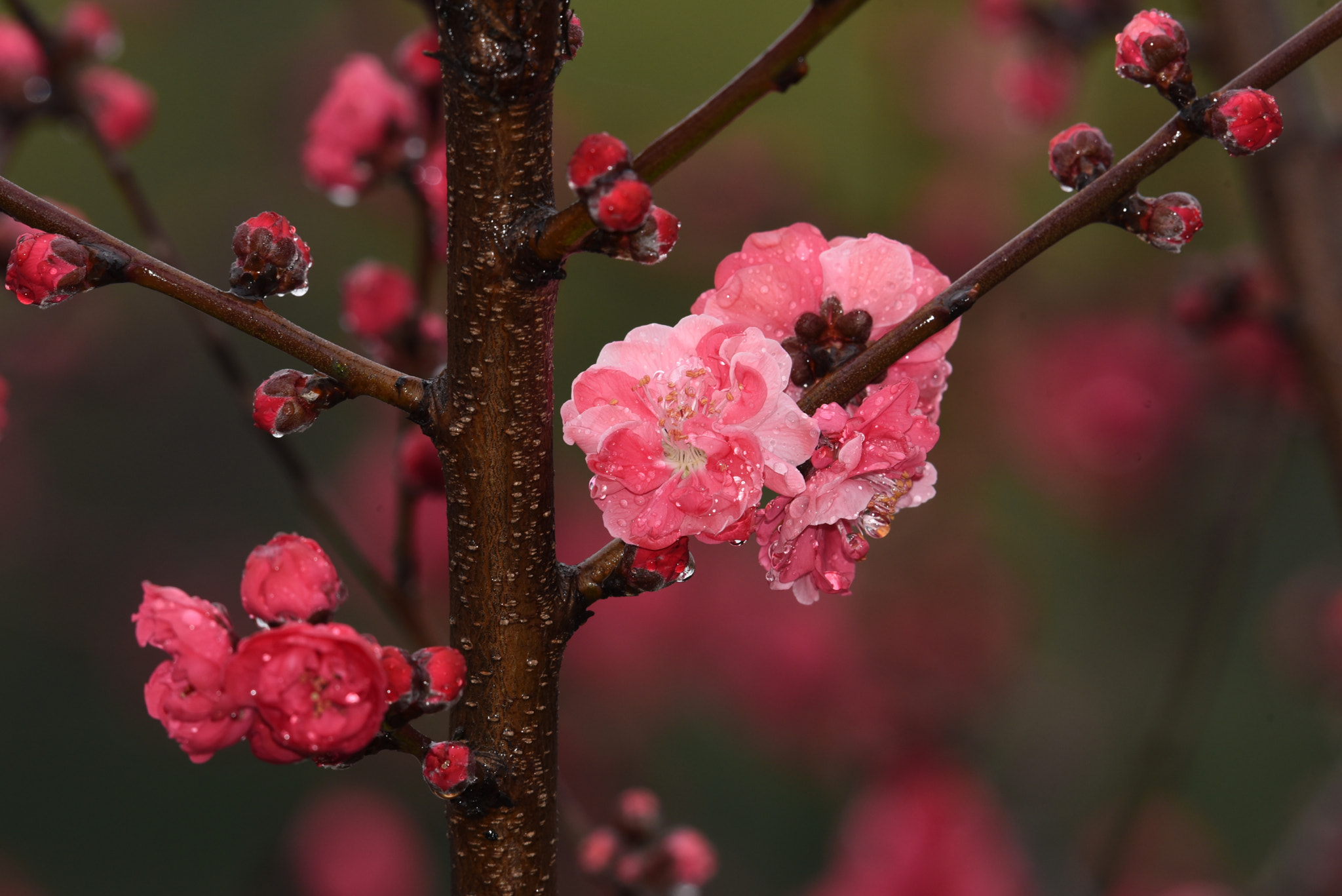Nikon AF-S Nikkor 200-500mm F5.6E ED VR sample photo