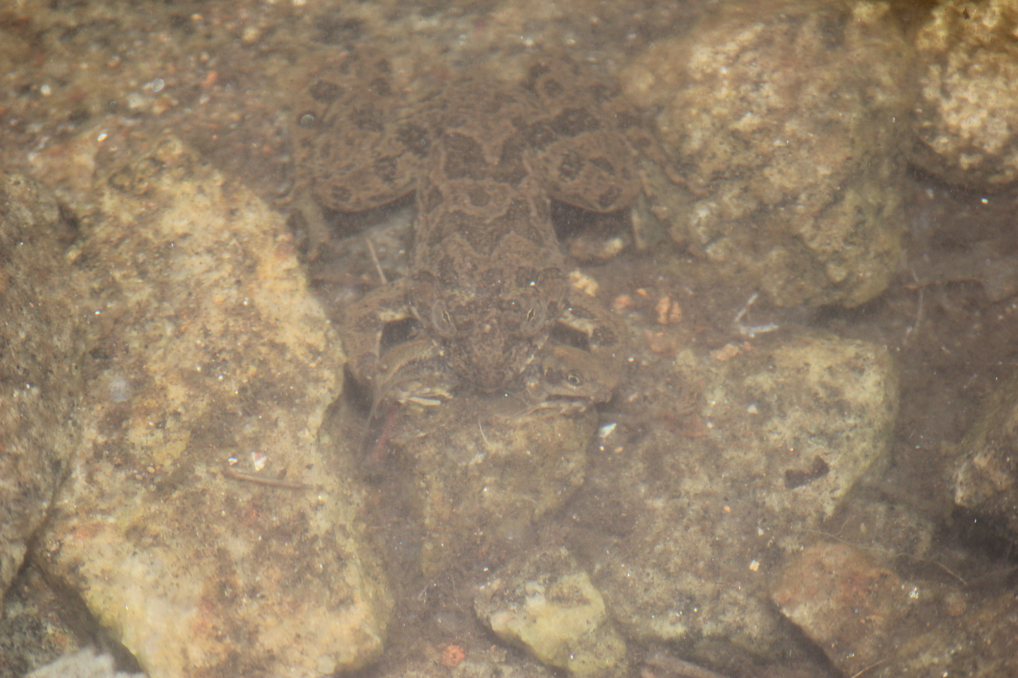 Canon EF-S 55-250mm F4-5.6 IS II sample photo. I got him.......preying frog photography