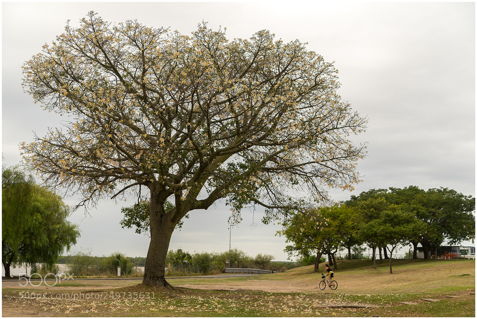 Sony a7 sample photo. El árbol photography