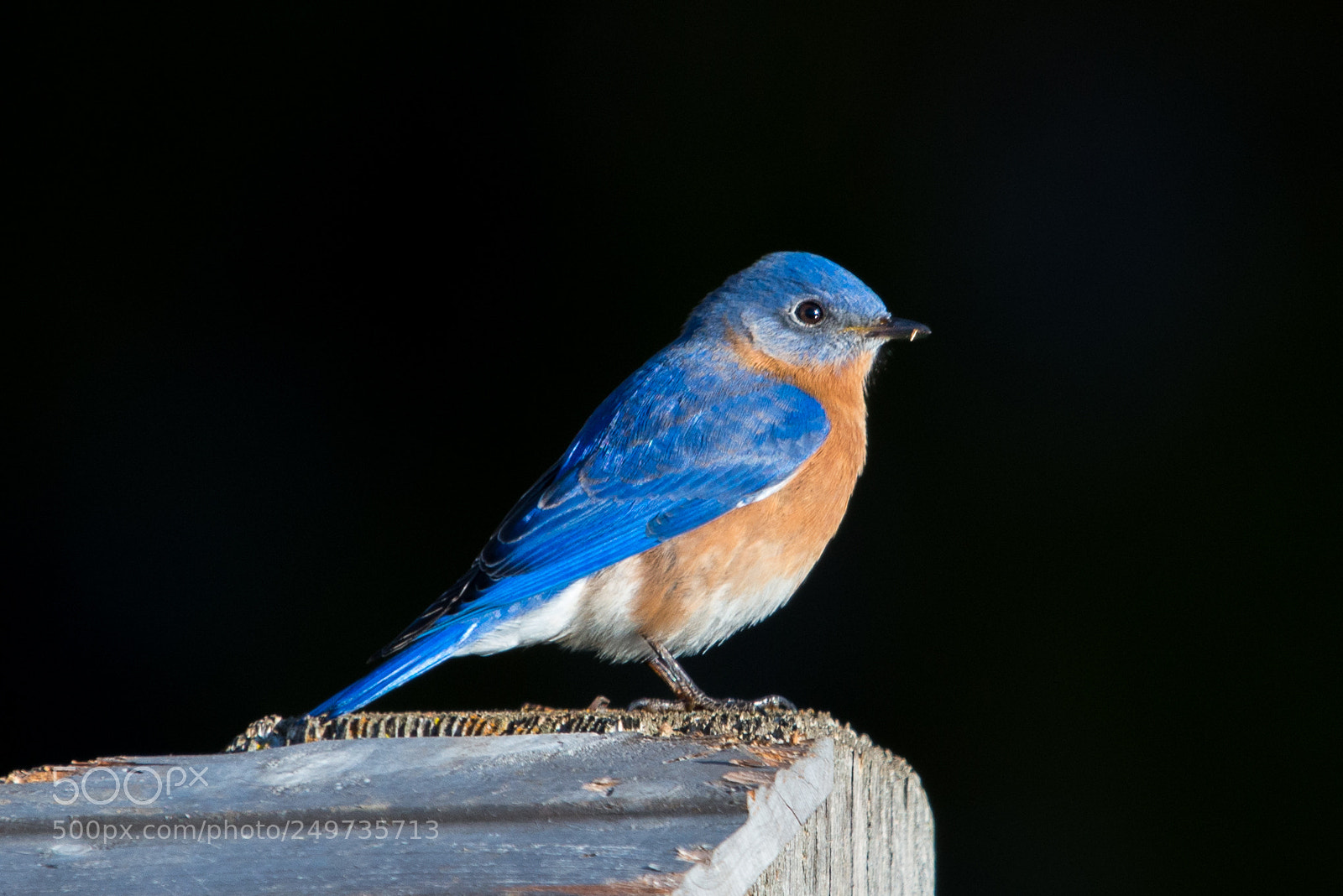Nikon D610 sample photo. Eastern blue bird photography