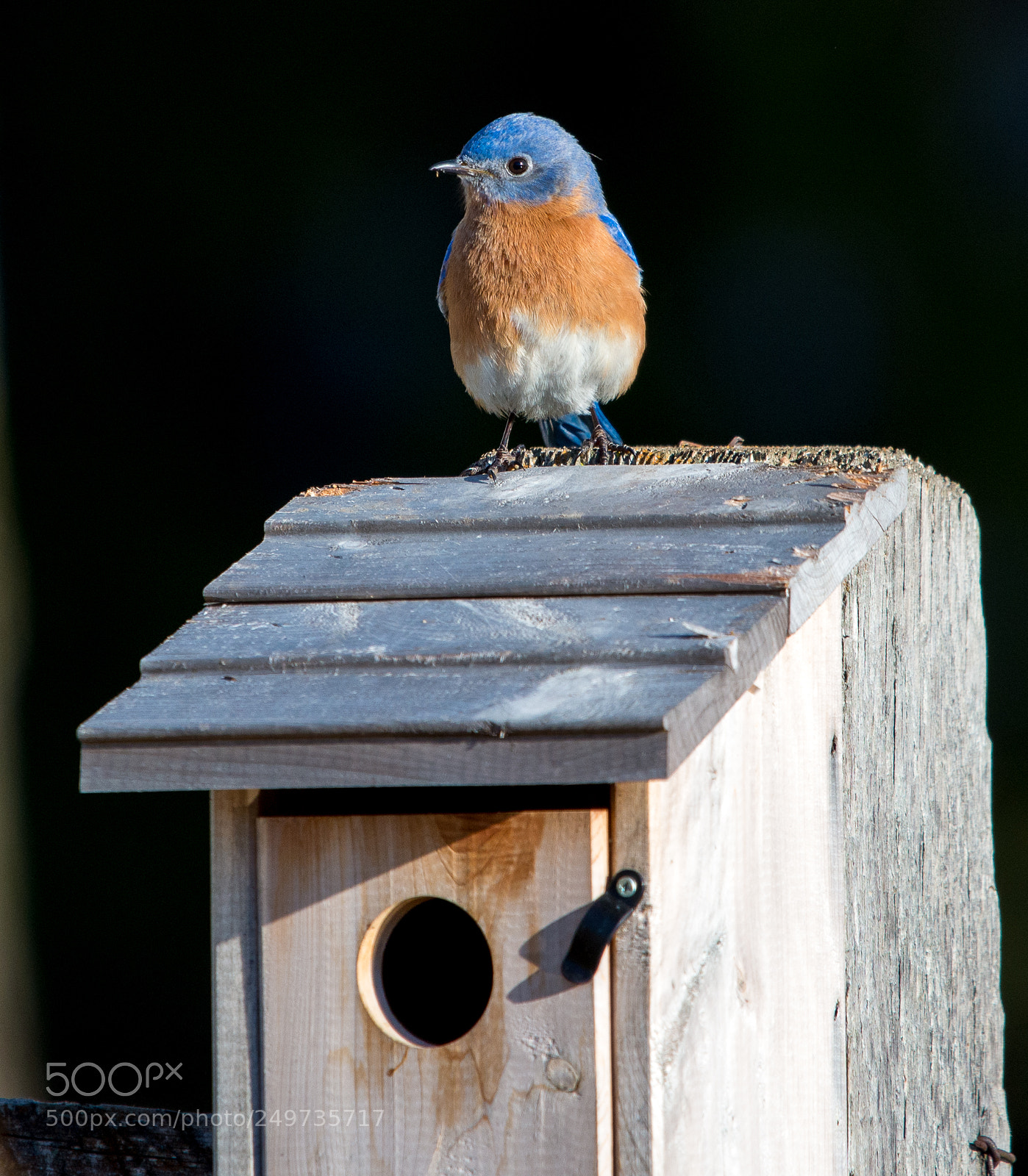 Nikon D610 sample photo. Eastern blue bird photography