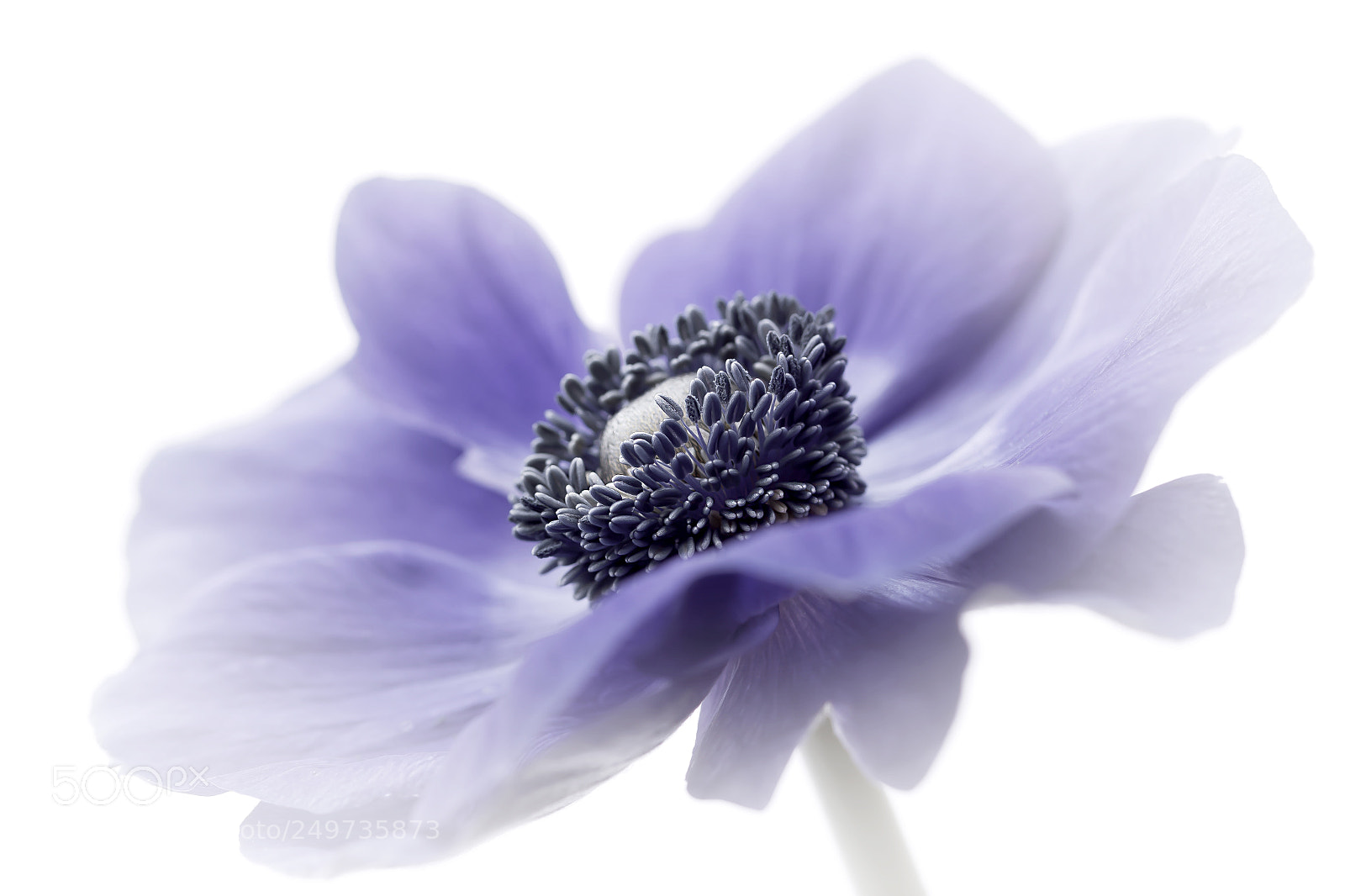 Canon EOS 60D sample photo. Blue anemone photography