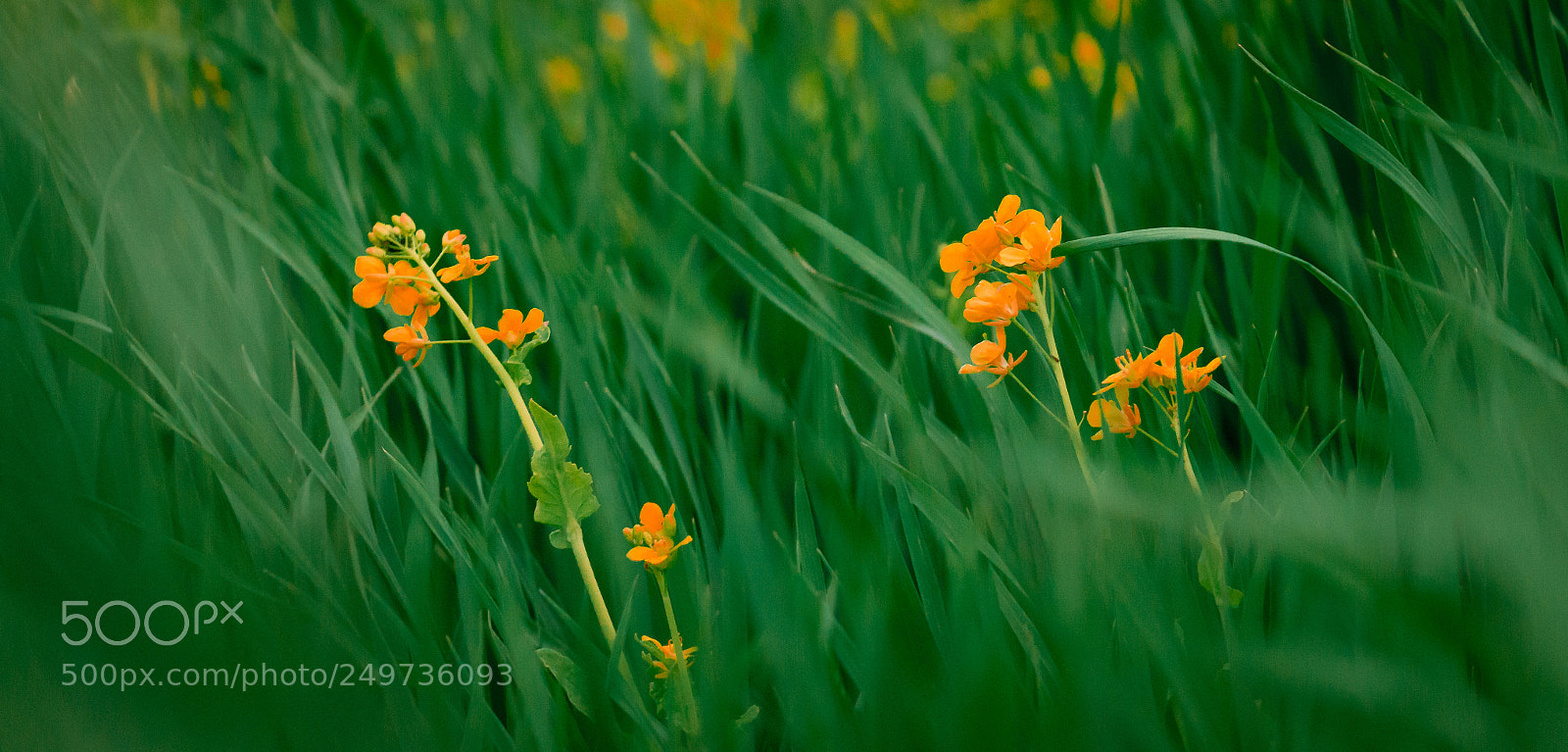 Canon EOS 70D sample photo. Brown flower photography