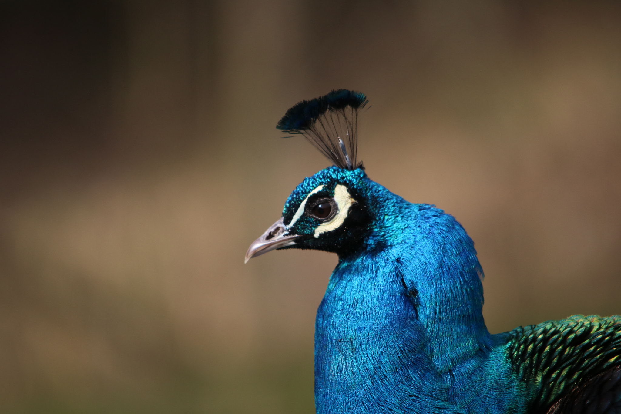Sigma 150-500mm F5-6.3 DG OS HSM sample photo. Peacock in national park schwarzwald photography