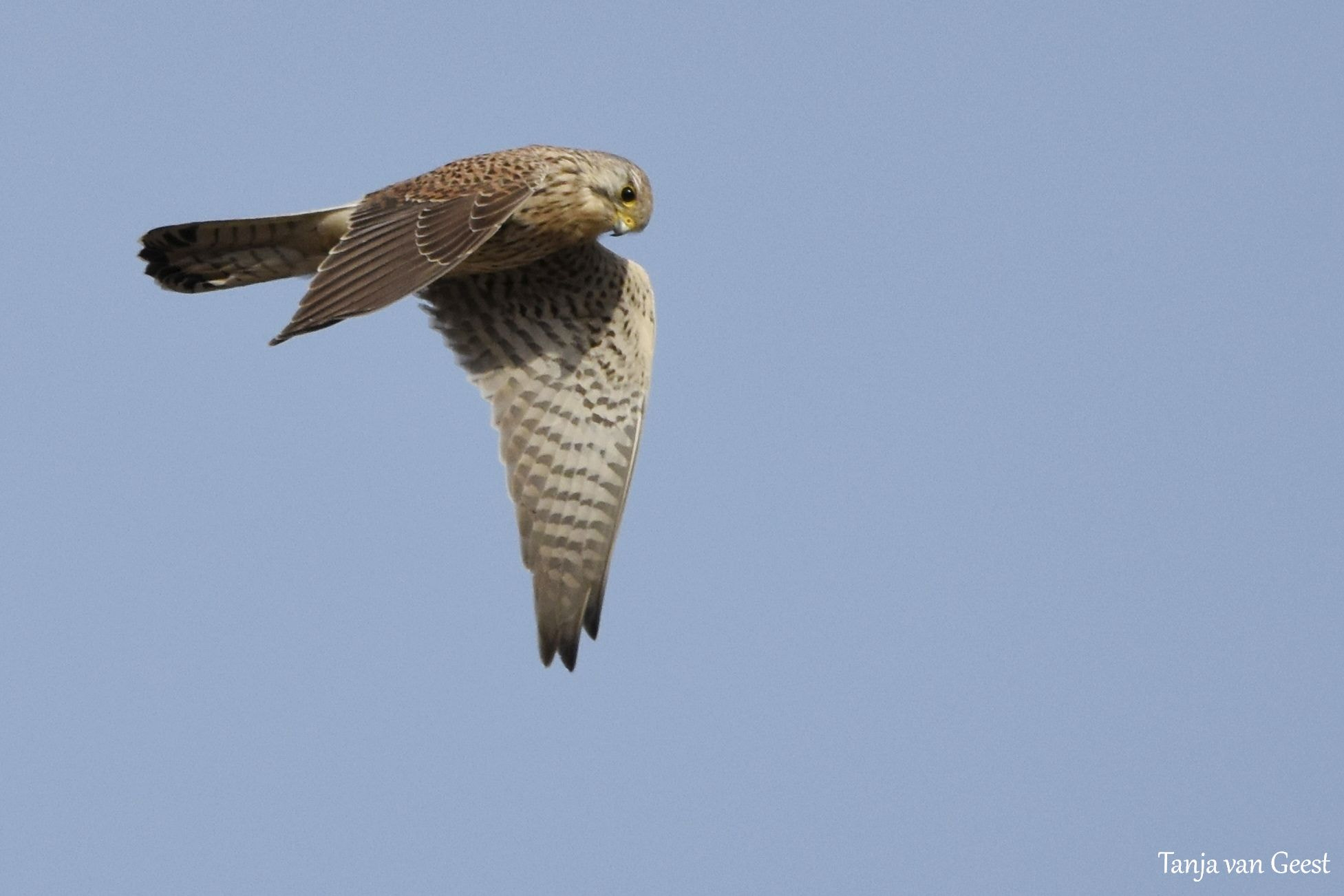 Sigma 150-600mm F5-6.3 DG OS HSM | C sample photo. Common kestrel photography