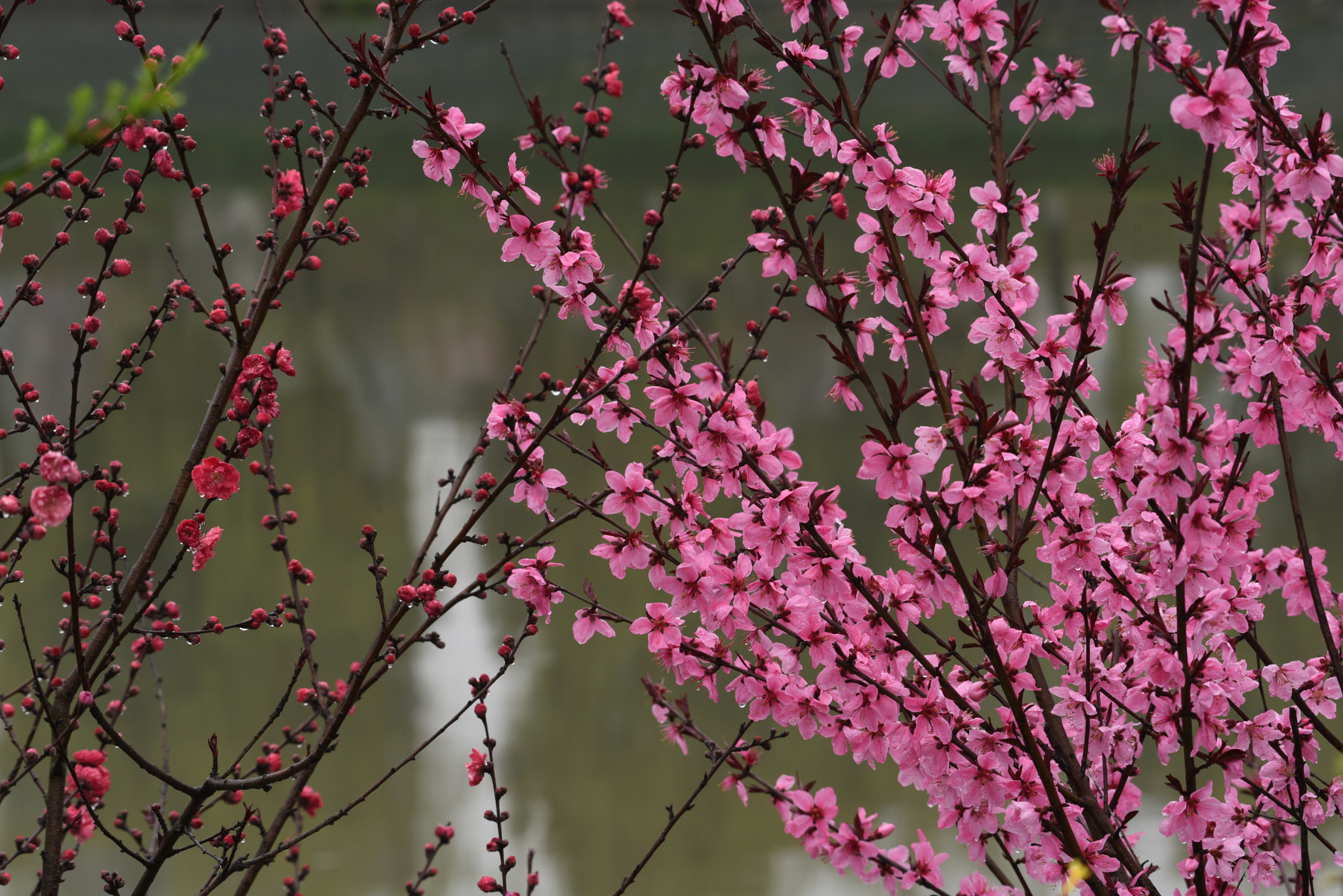Nikon AF-S Nikkor 200-500mm F5.6E ED VR sample photo