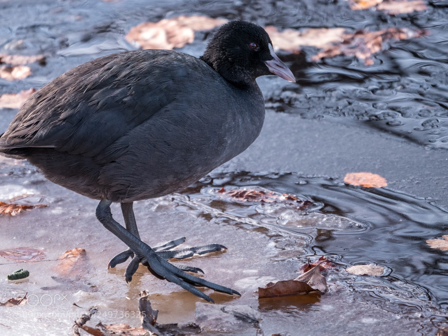 Panasonic Lumix DMC-GX85 (Lumix DMC-GX80 / Lumix DMC-GX7 Mark II) sample photo. Fulica atra photography