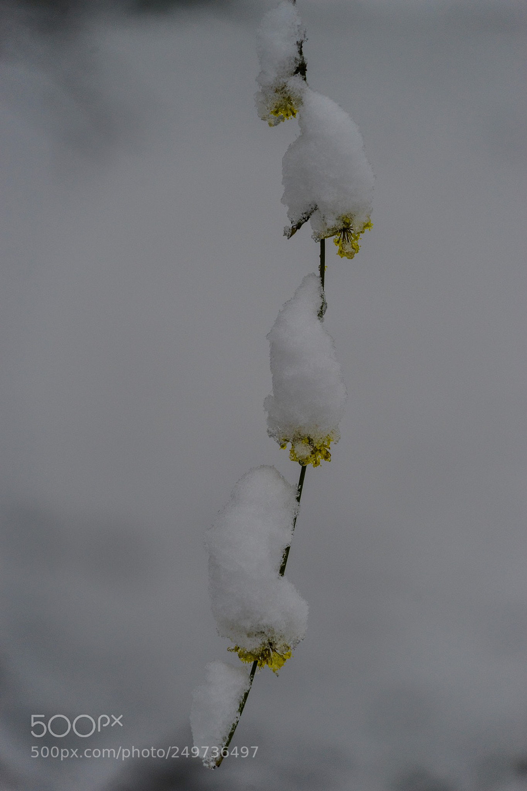 Sony a7 II sample photo. Der schnee ist zur photography