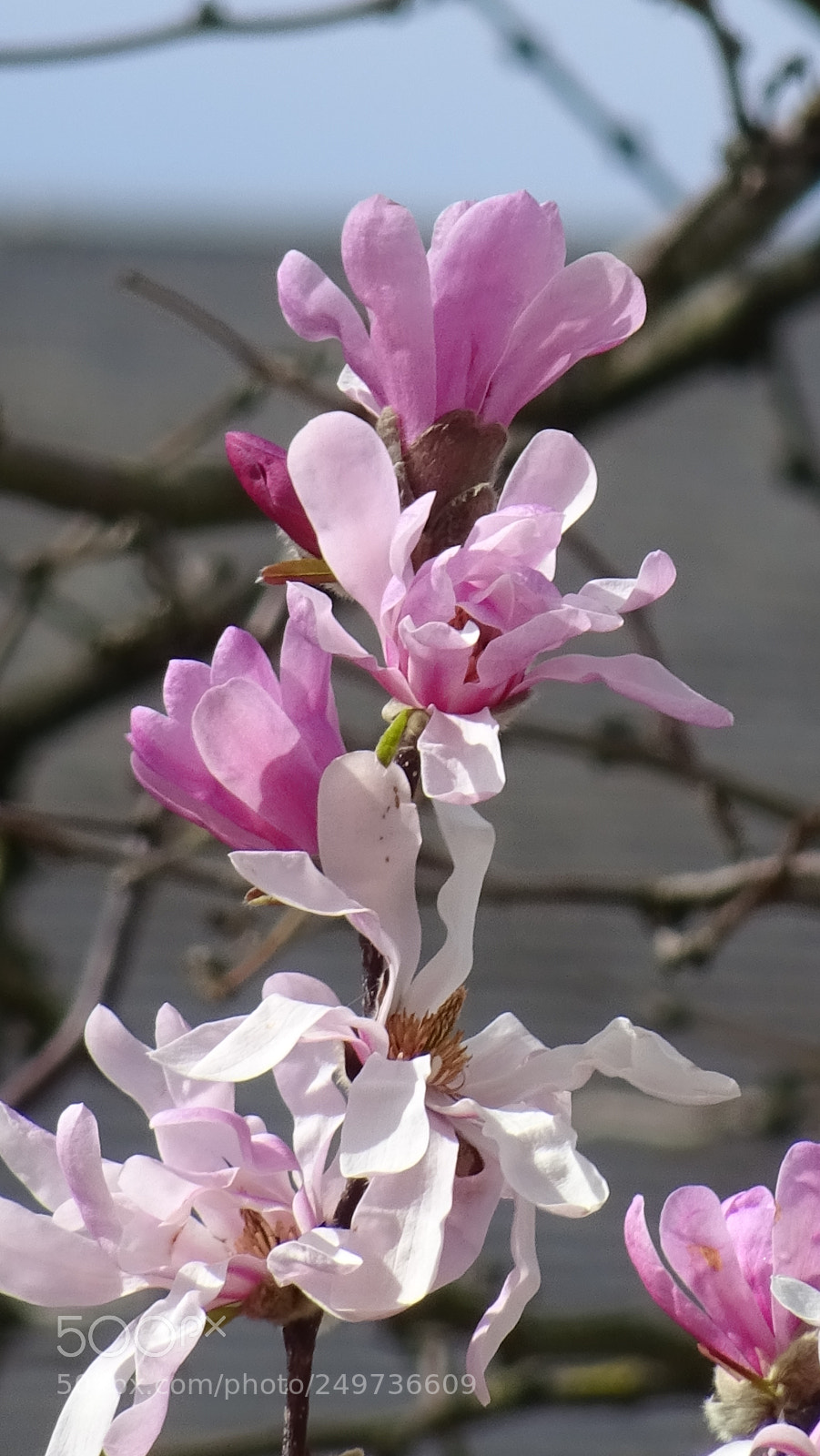 Sony DSC-HX60V sample photo. Jardin massey photography