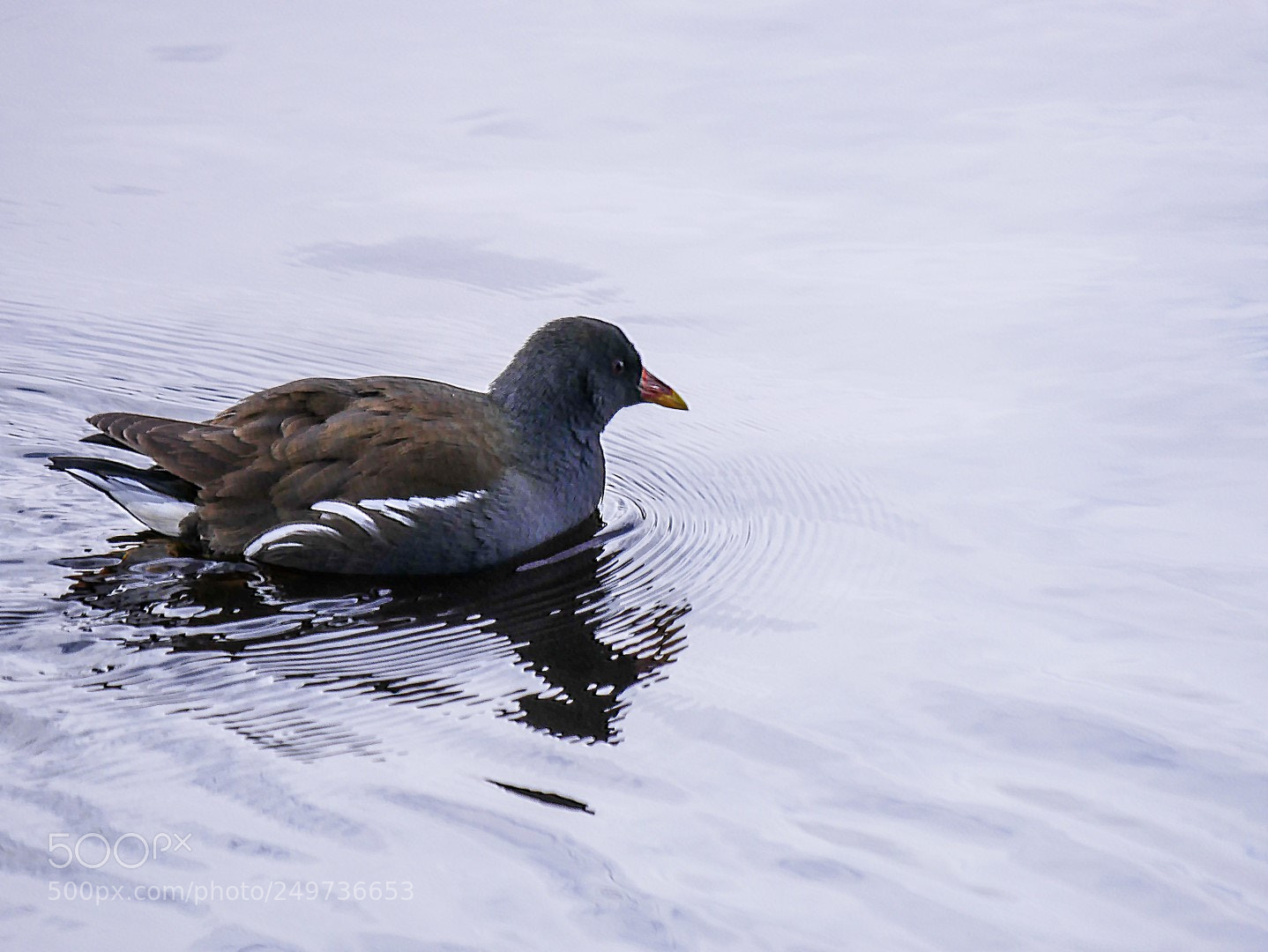 Panasonic Lumix DMC-GX85 (Lumix DMC-GX80 / Lumix DMC-GX7 Mark II) sample photo. Gallinula chloropus photography