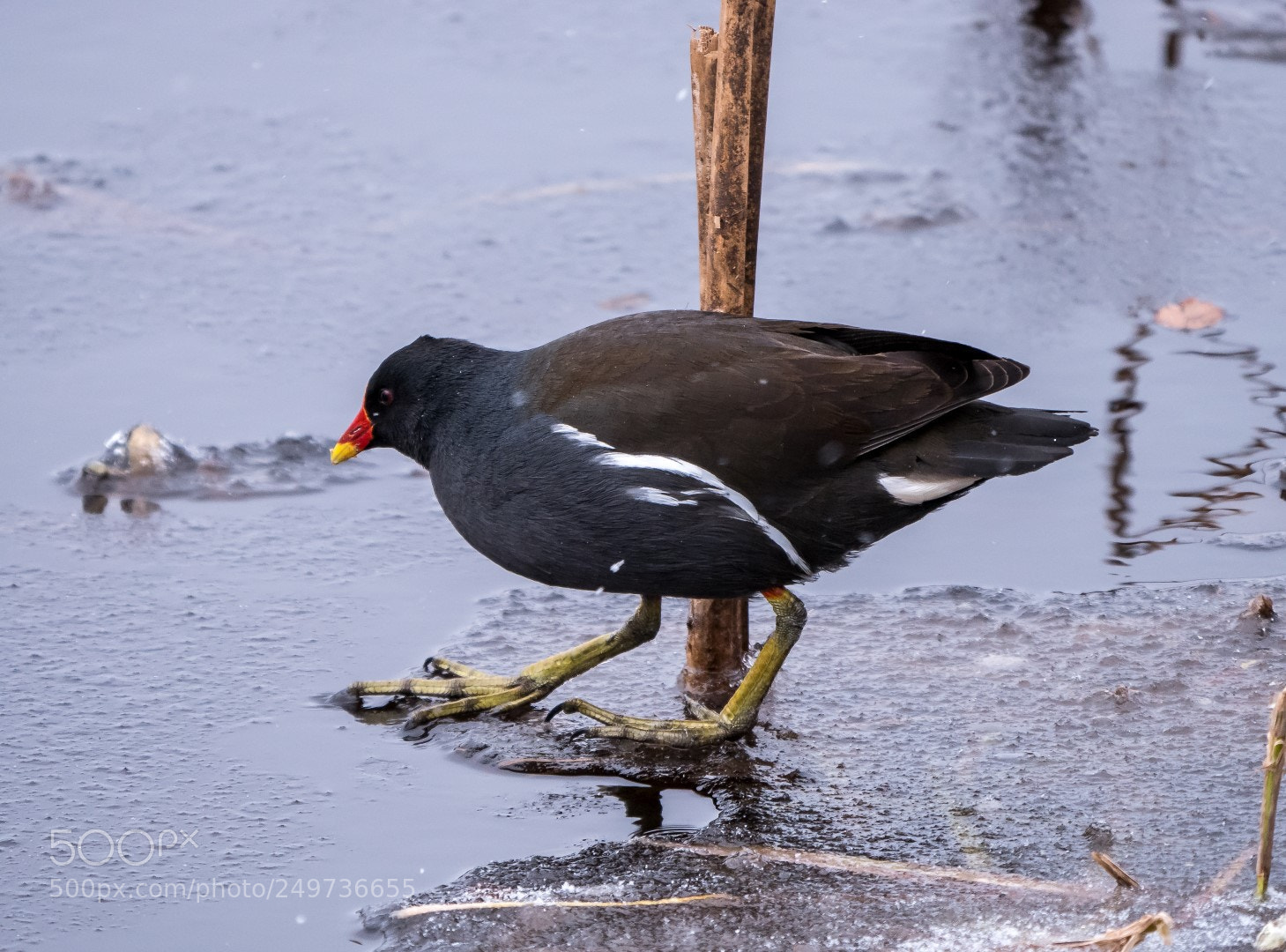 Panasonic Lumix DMC-GX85 (Lumix DMC-GX80 / Lumix DMC-GX7 Mark II) sample photo. Gallinula chloropus photography