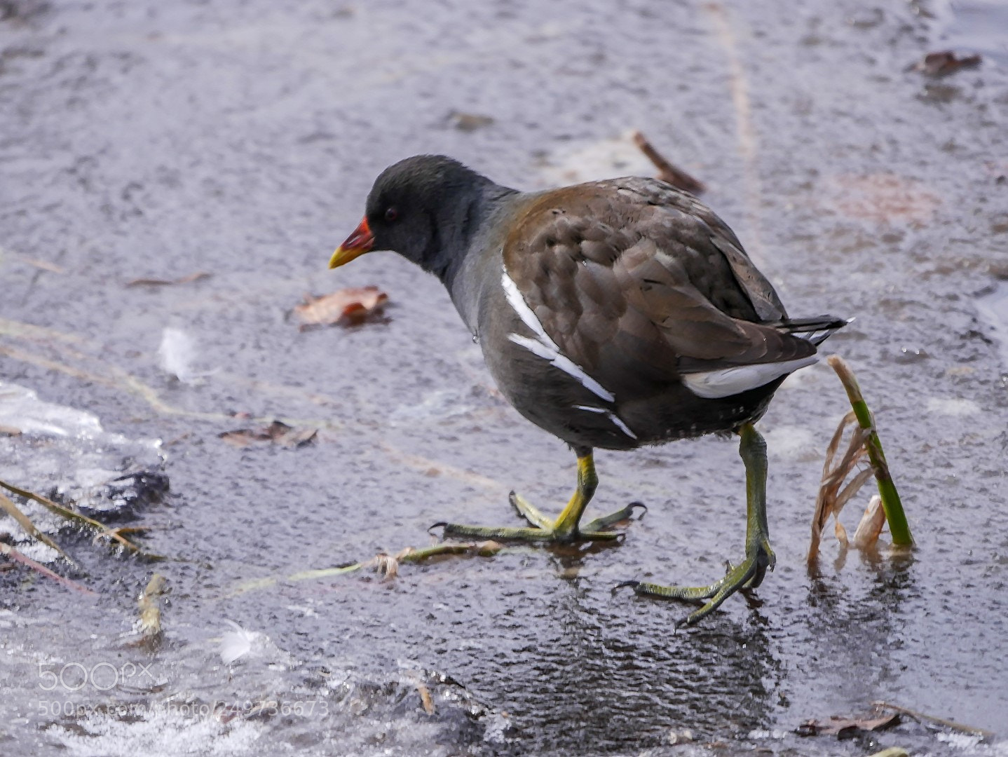 Panasonic Lumix DMC-GX85 (Lumix DMC-GX80 / Lumix DMC-GX7 Mark II) sample photo. Gallinula chloropus photography