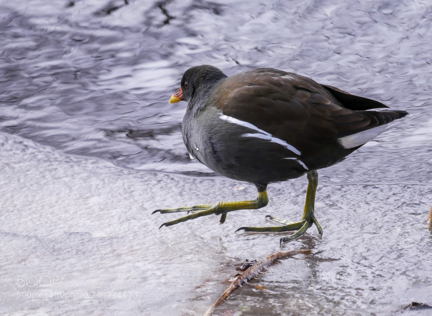 Panasonic Lumix DMC-GX85 (Lumix DMC-GX80 / Lumix DMC-GX7 Mark II) sample photo. Gallinula chloropus photography