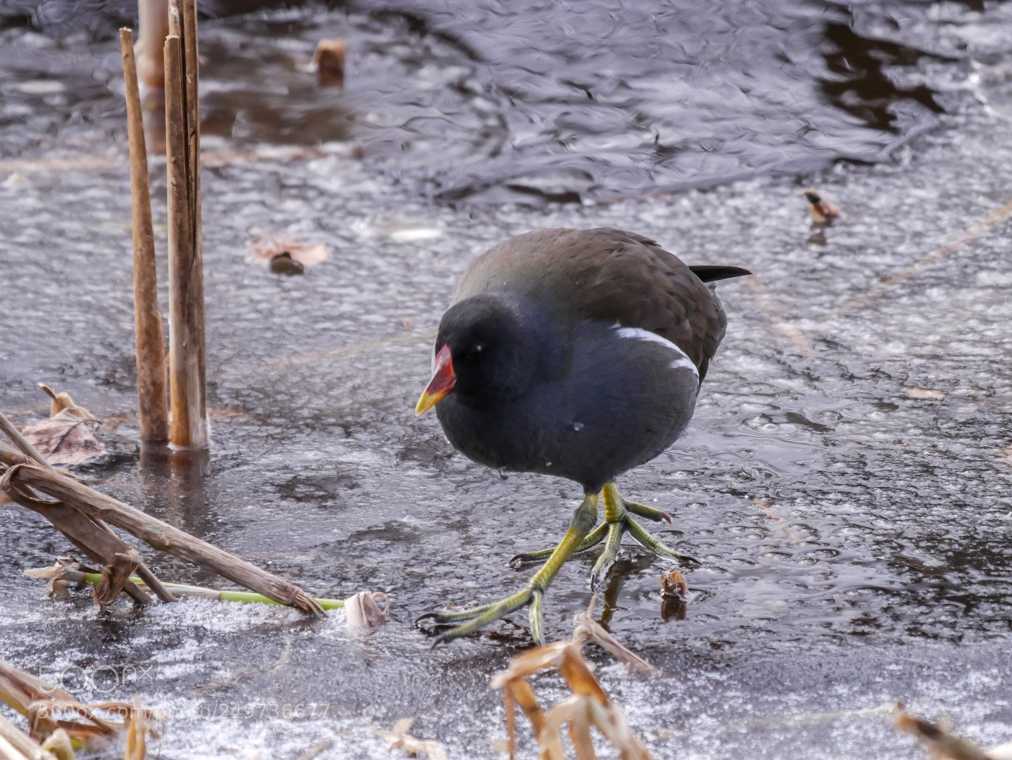 Panasonic Lumix DMC-GX85 (Lumix DMC-GX80 / Lumix DMC-GX7 Mark II) sample photo. Gallinula chloropus photography