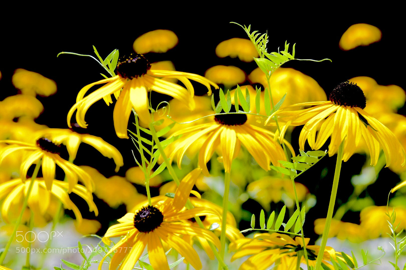 Nikon D5300 sample photo. Thinking of summer photography
