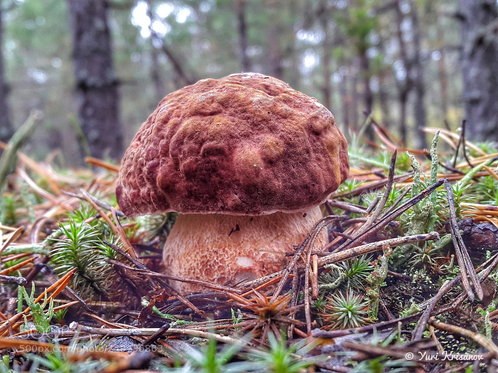 Samsung Galaxy Alpha sample photo. Mushroom (lat. boletus edulis) photography