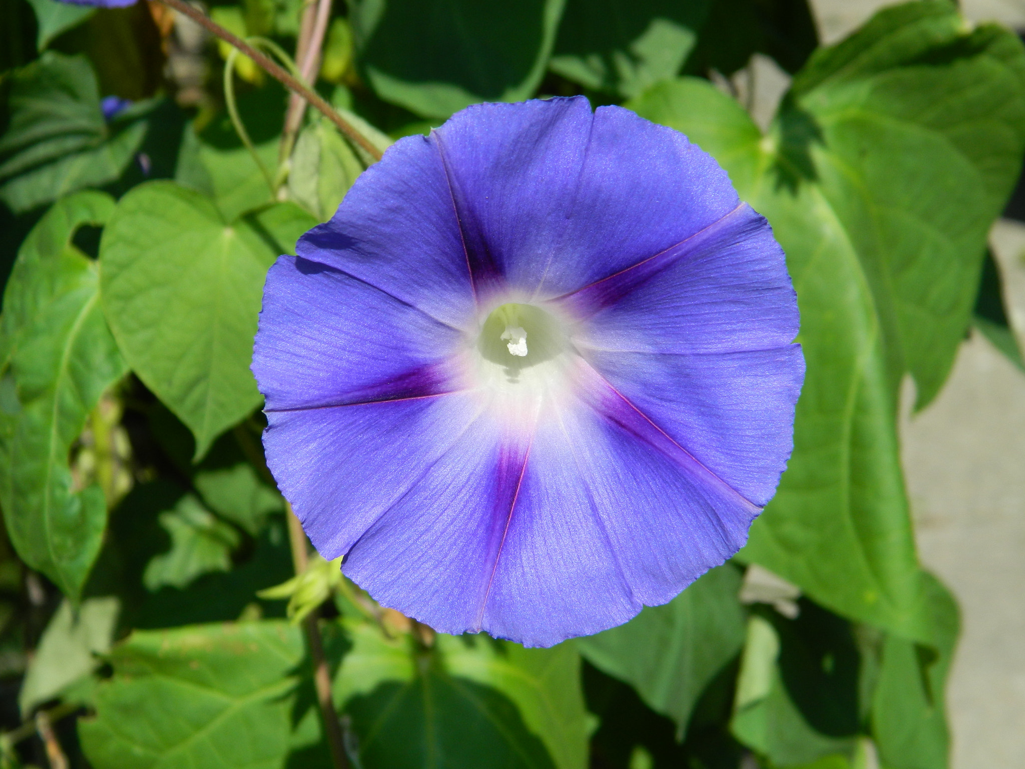 Nikon COOLPIX L310 sample photo. Morning glory photography