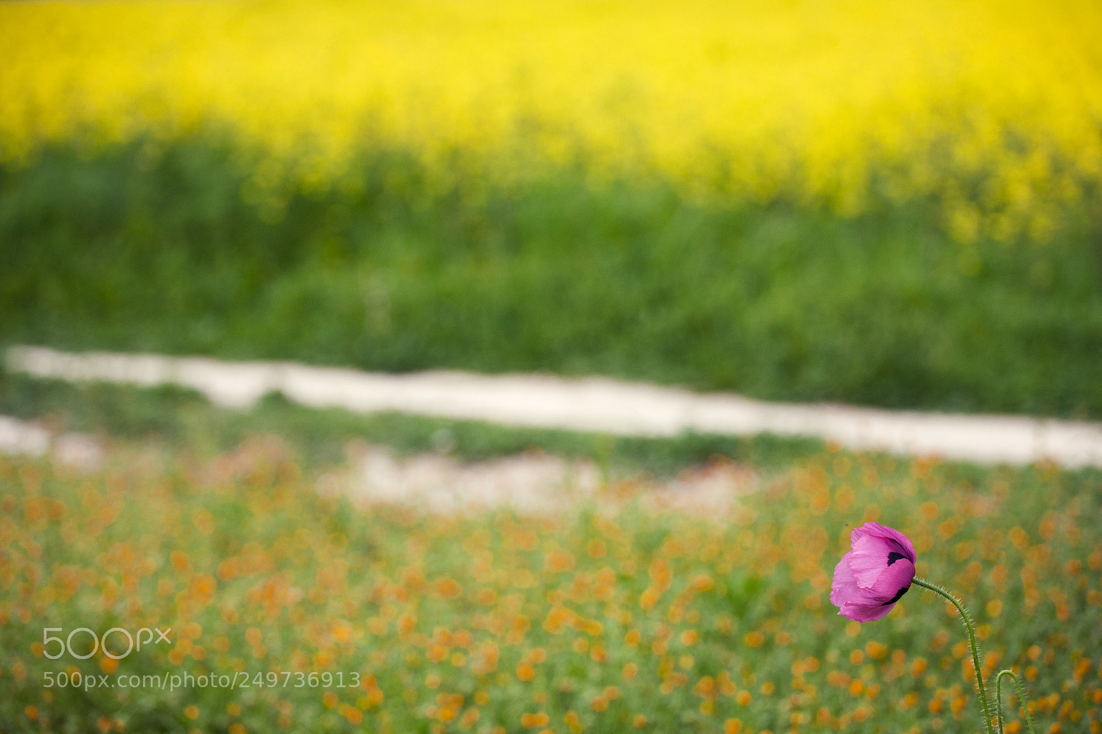 Canon EOS 5D sample photo. Un cam ple de photography