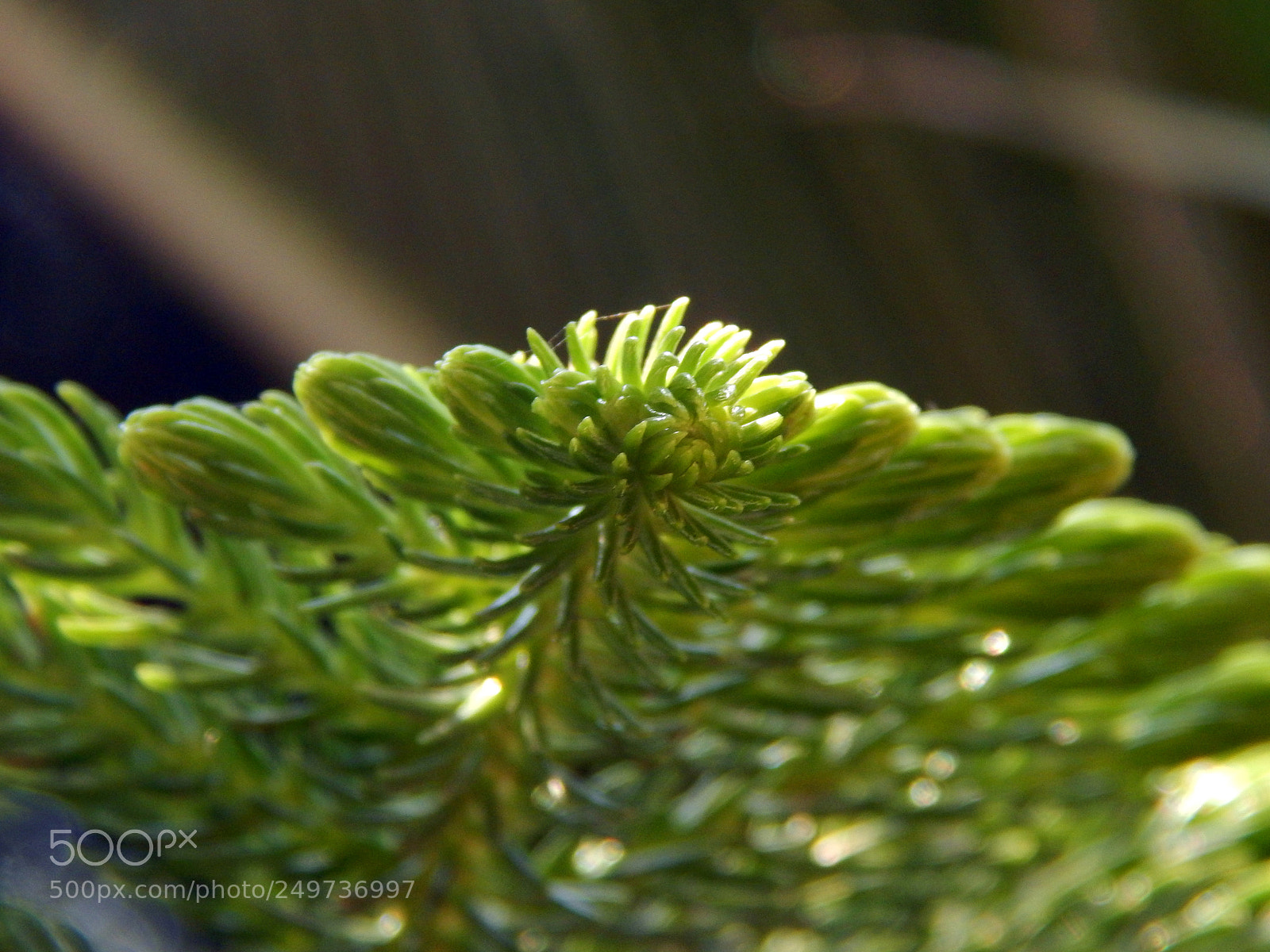 Nikon Coolpix L820 sample photo. Leaves photography