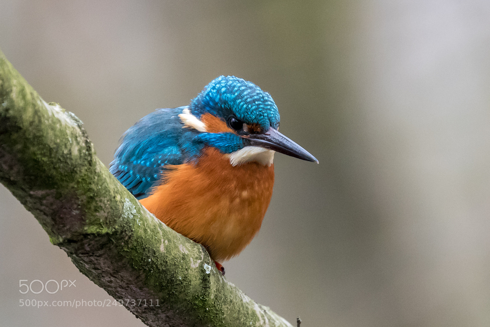 Canon EOS 80D sample photo. Common kingfisher #2 photography