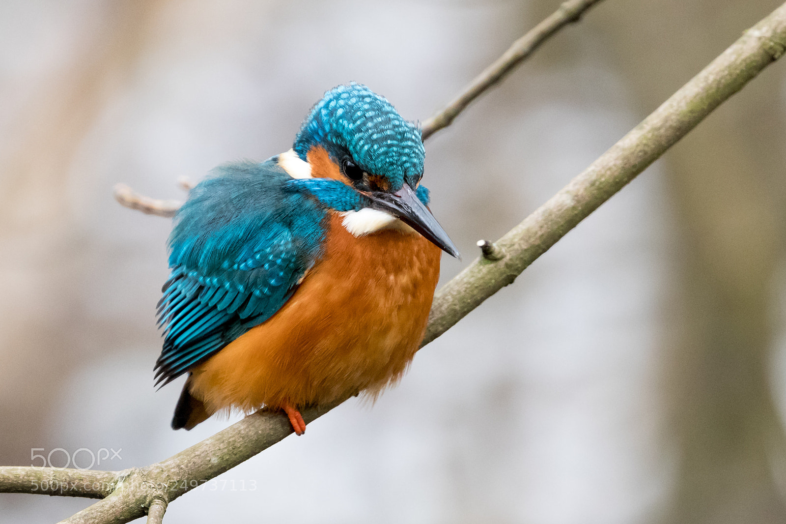 Canon EOS 80D sample photo. Common kingfisher photography