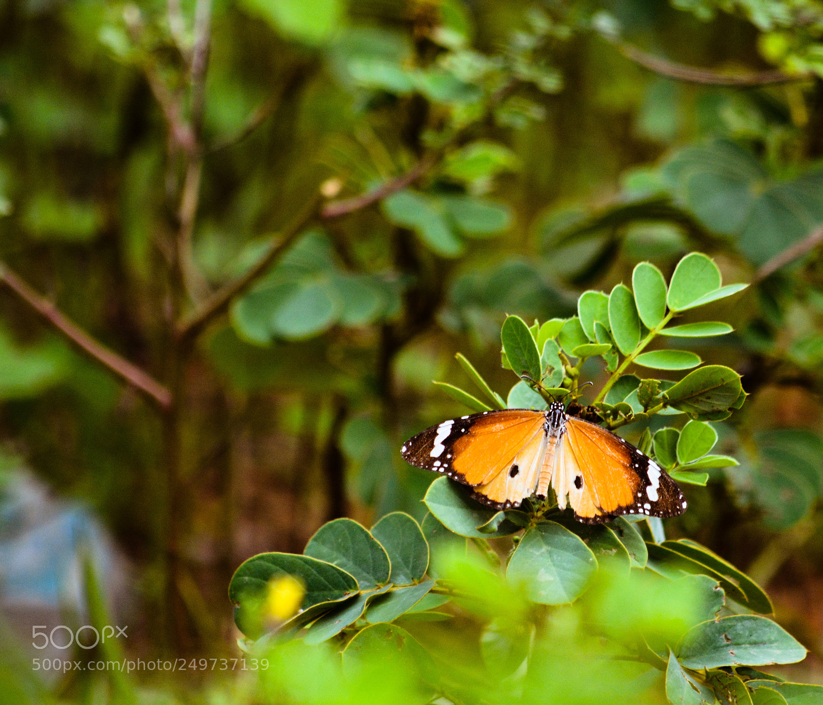 Nikon D5200 sample photo. Fly photography