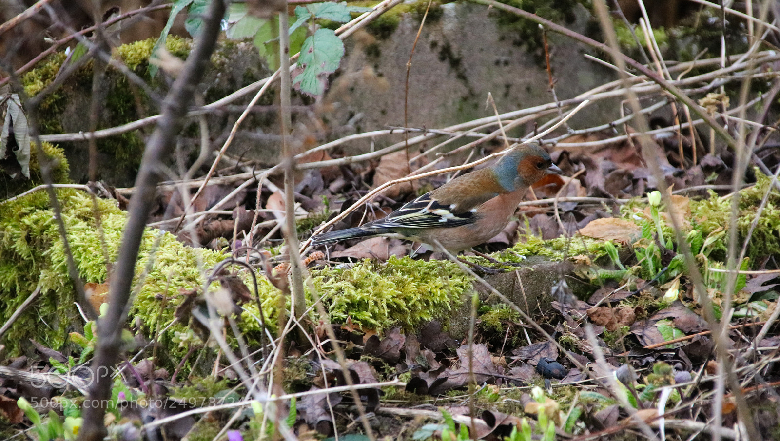 Canon EOS 750D (EOS Rebel T6i / EOS Kiss X8i) sample photo. Find the bird photography
