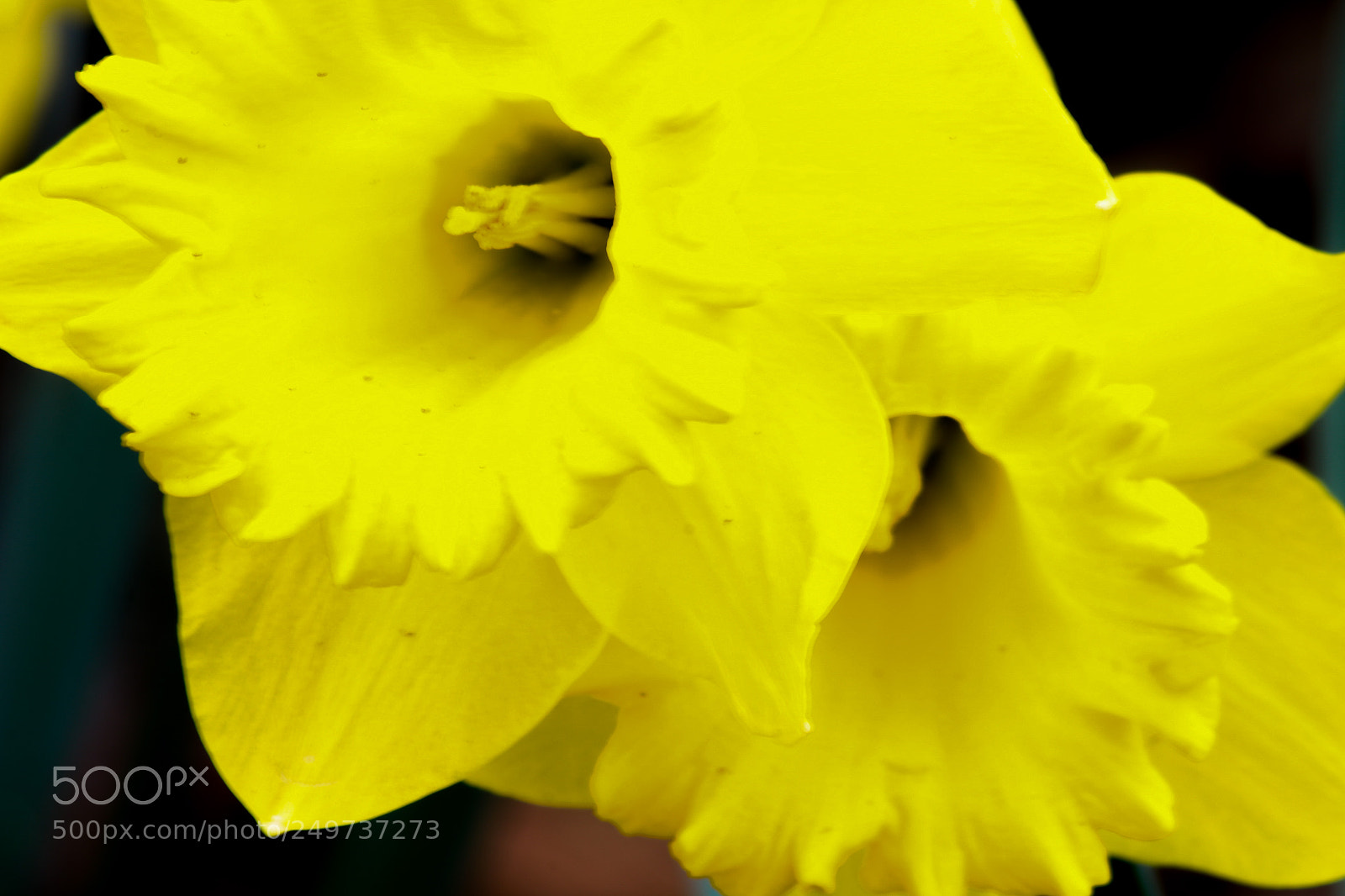 Canon EOS 70D sample photo. Flower photography